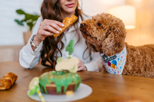 Home Cooked Dog Food Malaysia: Cost-Effective and Nutritious Options