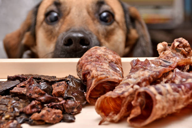 Home Cooked Dog Food in Malaysia: A Healthier Choice for Your Pet