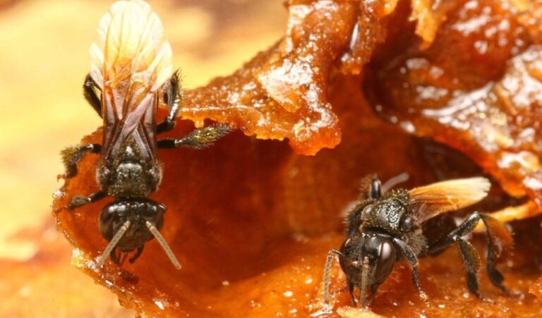 Kebaikan Madu Kelulut: Rahsia Kesihatan dari Lebah Tanpa Sengat